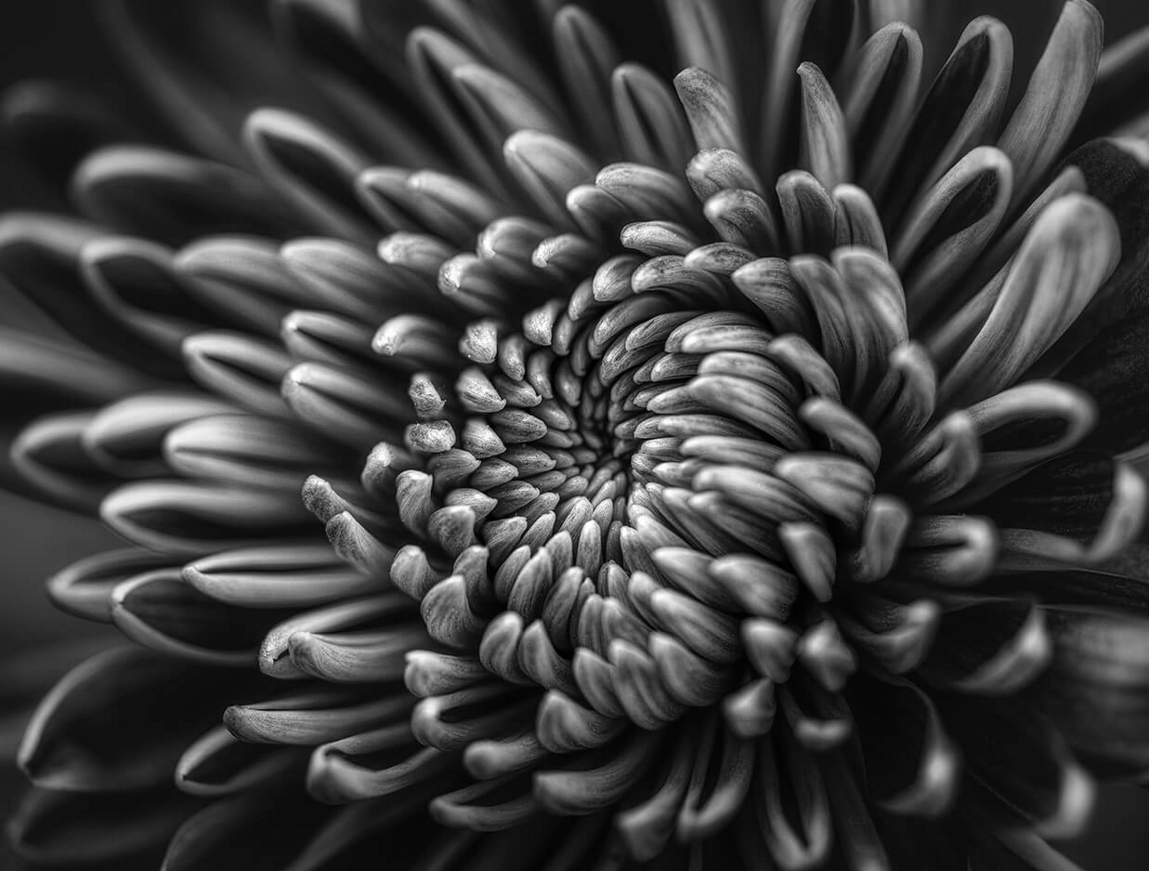 Microscopic plant
