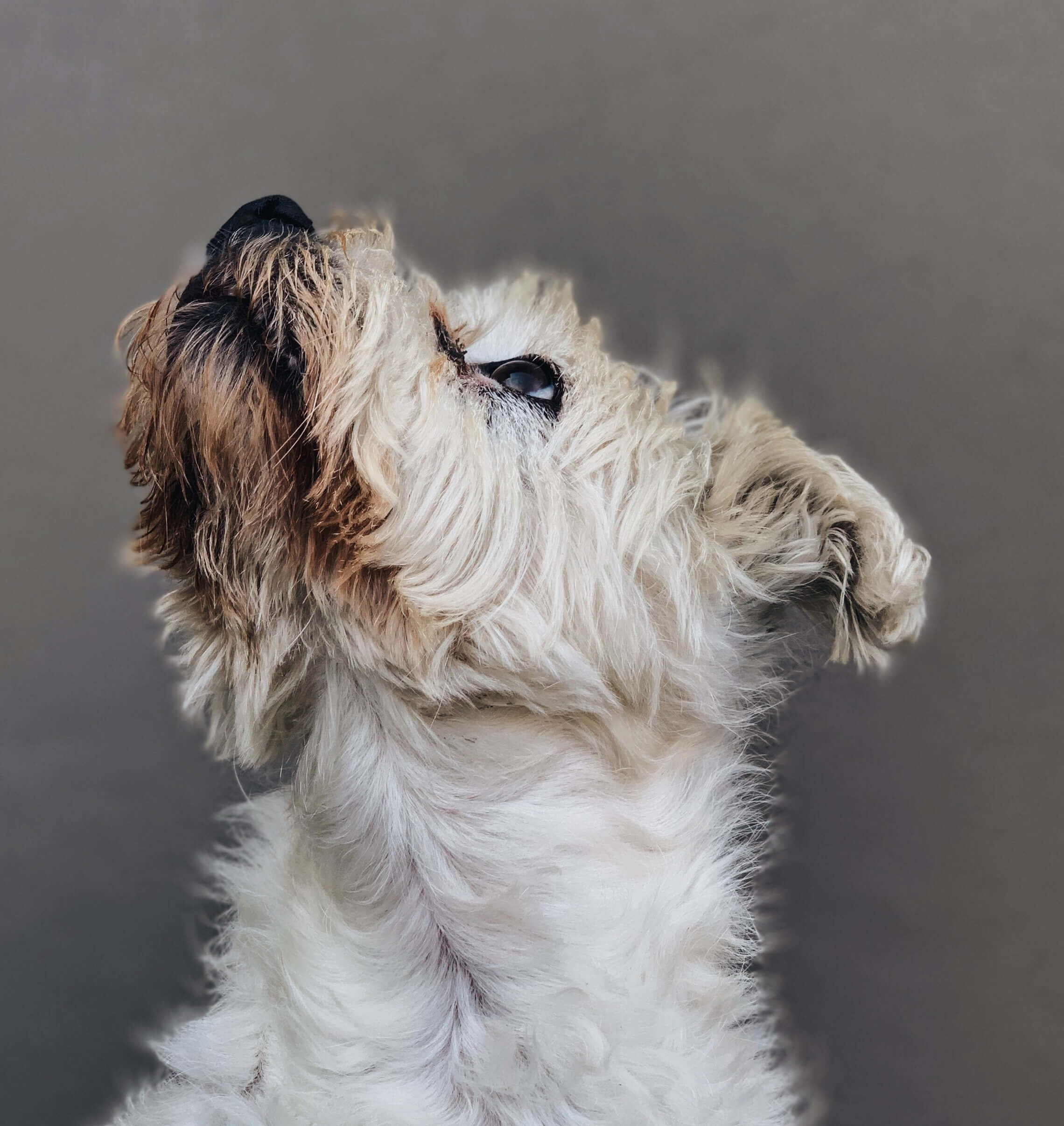 Dog looking up